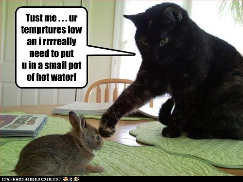 http://up-ship.com/blog/wp-content/uploads/2009/07/funny-pictures-cat-wants-to-cook-rabbit.jpg